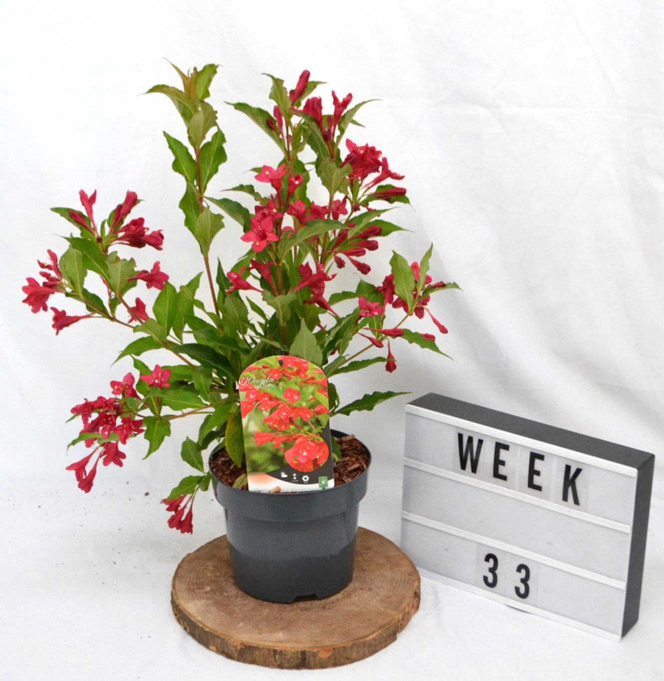 Weigela 'Red Prince' - C3 20-40 CM